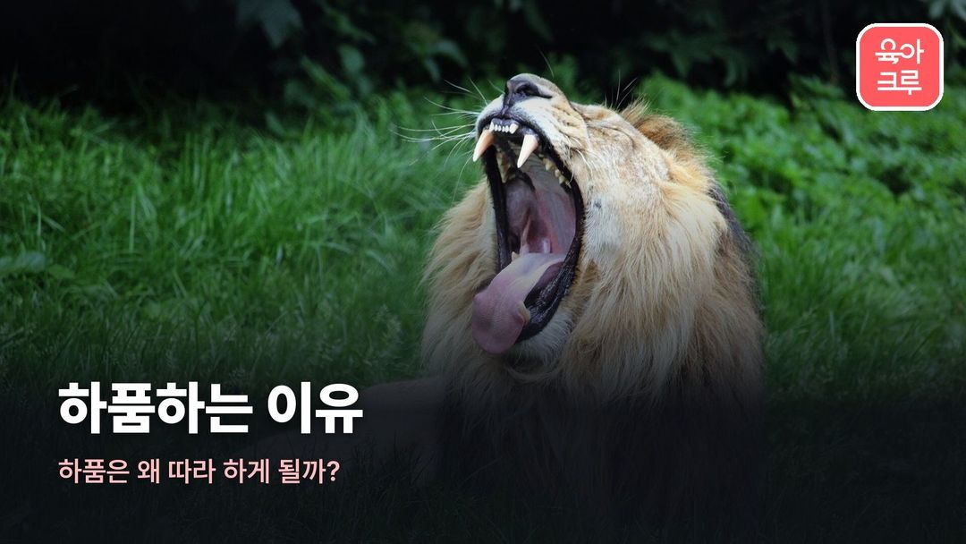 풀밭에서 하품하는 사자 사진 위에 「하품하는 이유」 제목이 적힌 커버