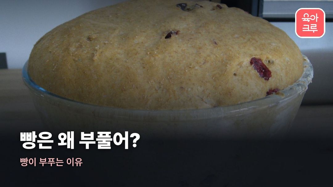 빵이 부푸는 이유