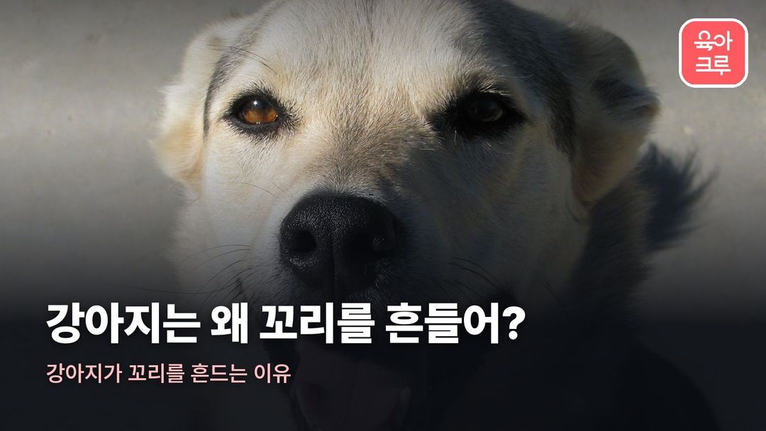 강아지가 꼬리를 흔드는 이유