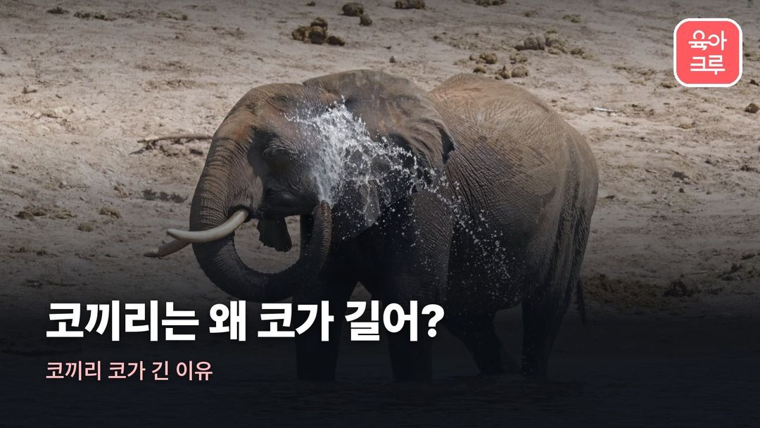 코끼리 코가 긴 이유