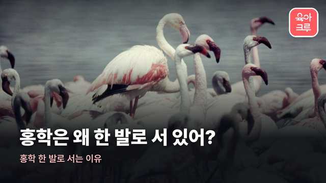 홍학 한 발로 서는 이유
