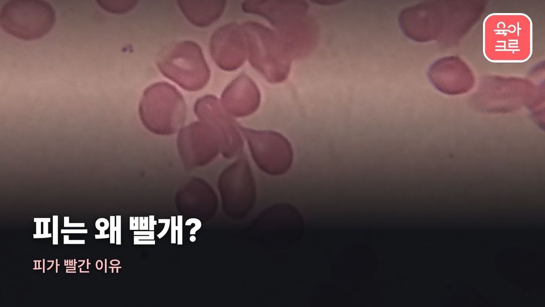 피가 빨간 이유