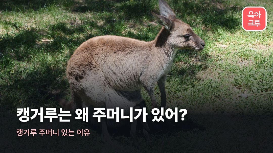 캥거루 주머니 있는 이유