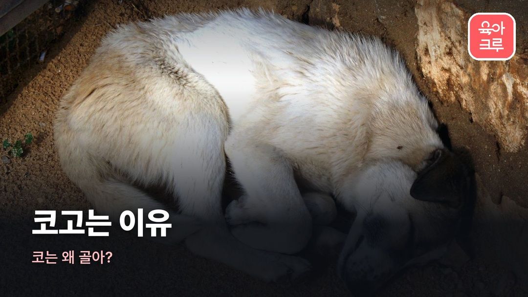 코고는 이유 커버 사진