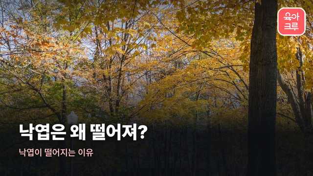 낙엽이 떨어지는 이유