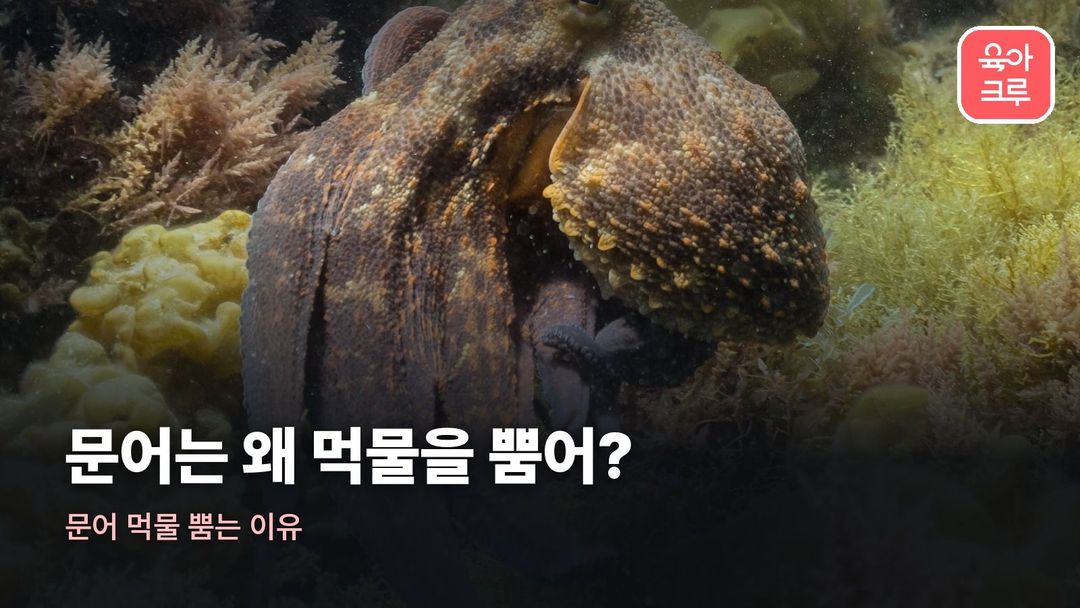 문어 먹물 뿜는 이유