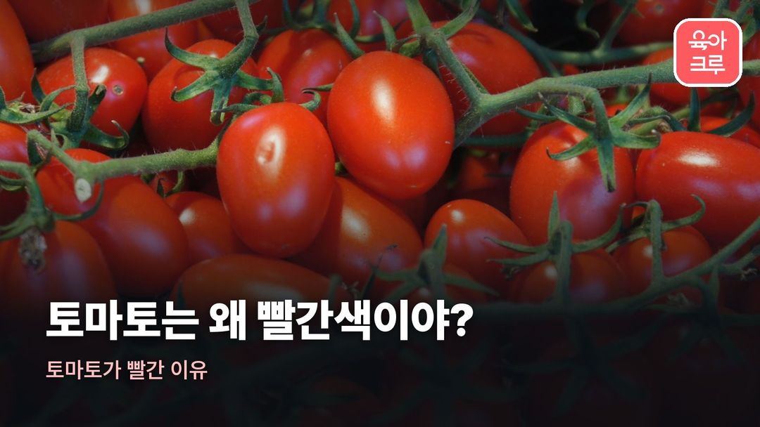 토마토가 빨간 이유