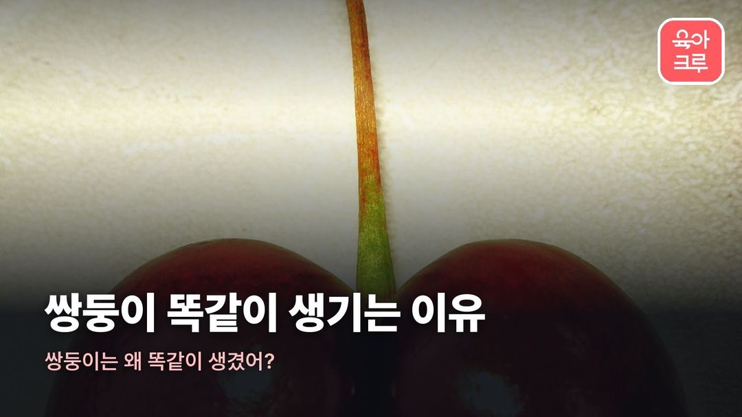 쌍둥이 똑같이 생기는 이유 커버 사진