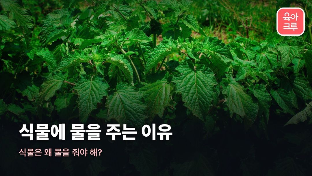 식물에 물을 주는 이유 커버 사진