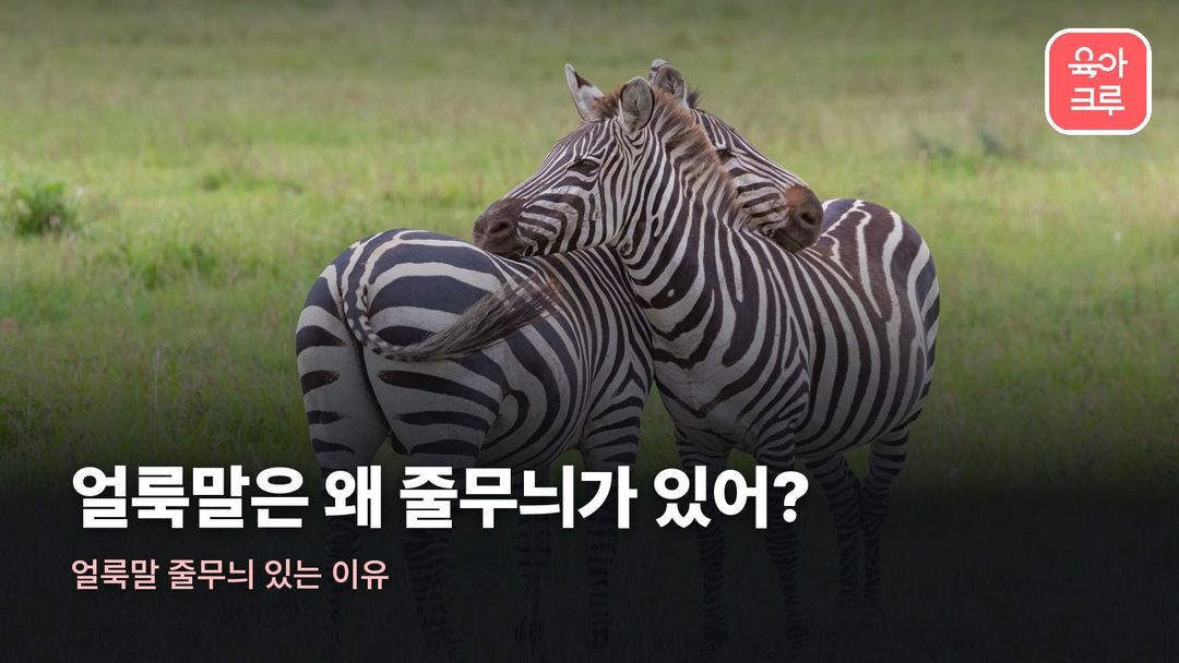 얼룩말 줄무늬 있는 이유