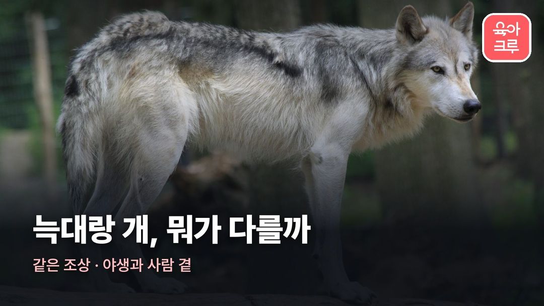 늑대 개 차이 커버 사진