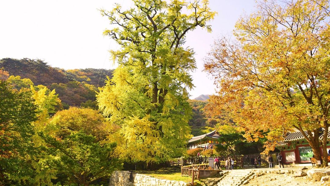 양평 가을 가볼만한곳 용문사 은행나무