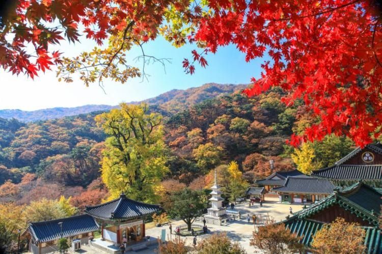 용문산관광단지 용문사 가을 풍경