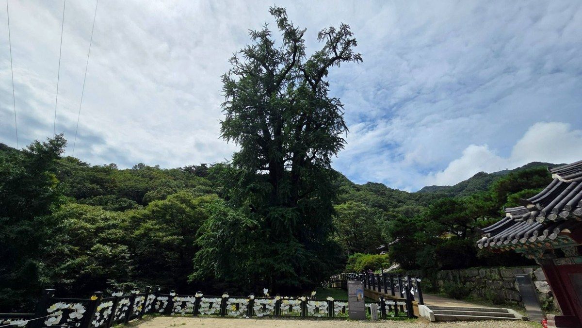 용문사 은행나무 전경