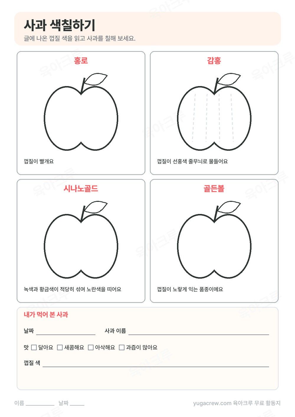 홍로, 감홍, 시나노골드, 골든볼 사과 그림에 껍질 색을 칠하는 색칠 활동지