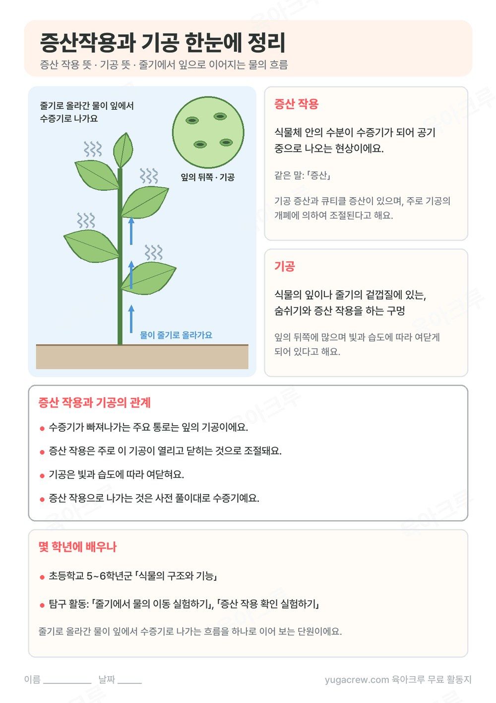 줄기로 올라간 물이 잎에서 수증기로 나가는 식물 그림과 잎 뒤쪽 기공 확대 그림, 증산 작용 뜻을 정리한 A4 학습지