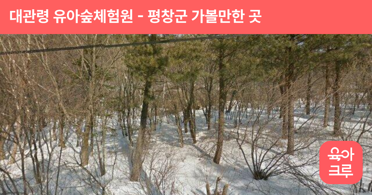 대관령 유아숲체험원 썸네일